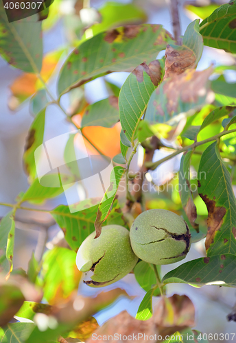 Image of Ripe walnuts in the open shells 