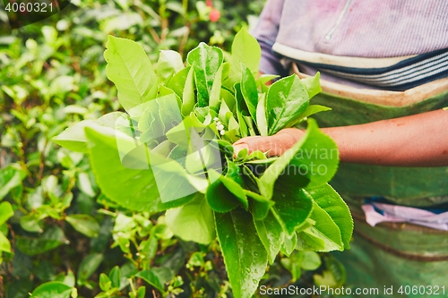 Image of Picker of the tea plantation