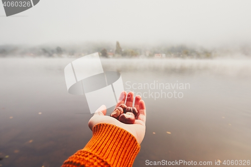 Image of Handful of the chestnuts