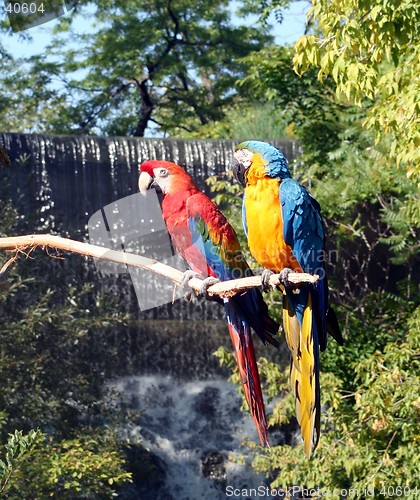 Image of Macaws