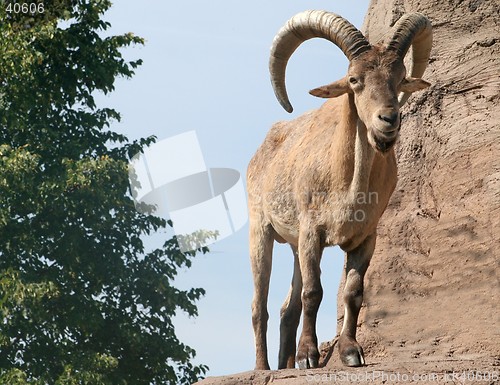 Image of Horned Sheep