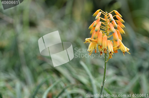 Image of Yellow Succulent flower