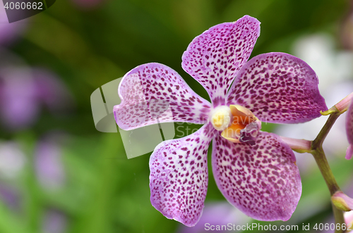 Image of Beautiful purple orchid, phalaenopsis.