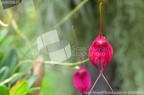 Image of Purple orchid on green leaf blurry background