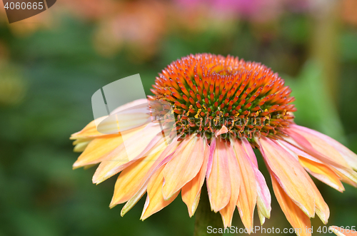 Image of Daily flower in the Garden in the bay ,Singapore