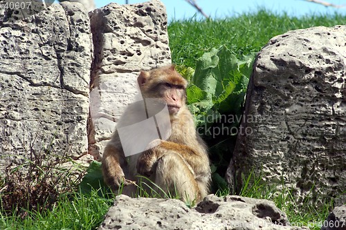 Image of Monkey