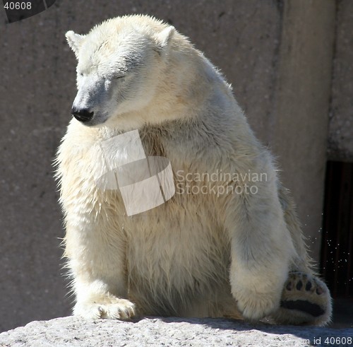 Image of Polar Bear