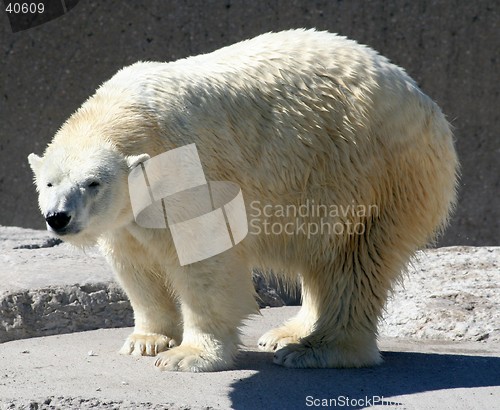 Image of Polar Bear