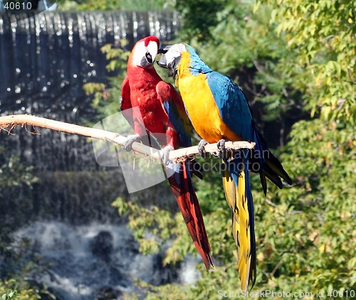 Image of Macaws Preening