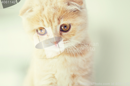 Image of close up of scottish fold kitten