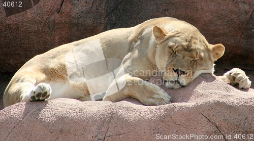 Image of Sleeping Lioness