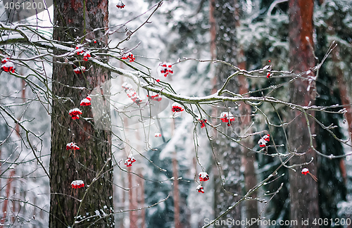 Image of Rowan Branch In Winter Forest