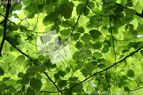 Image of Leaves