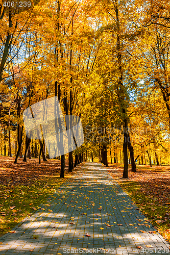 Image of Autumn in park