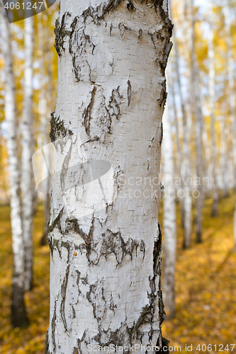 Image of birch forest