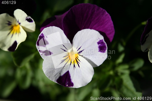 Image of Pansy