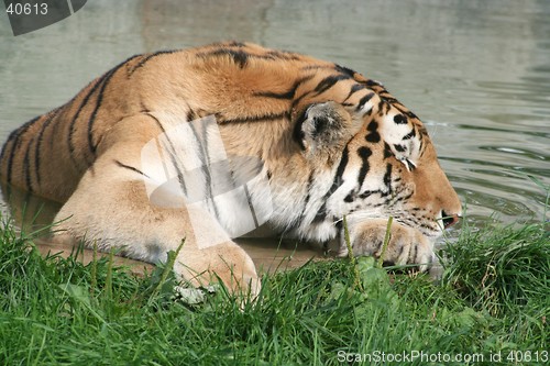 Image of Sleeping Tiger