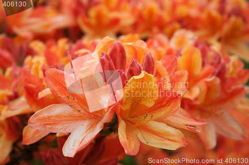 Image of Rhododendron