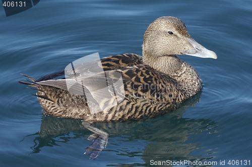 Image of Female eider.