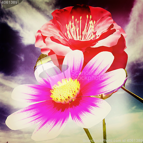 Image of Beautiful Flower against the sky . 3D illustration. Vintage styl