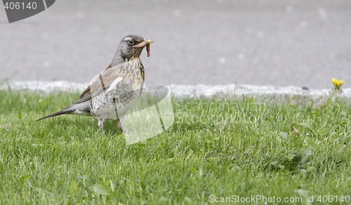 Image of Fieldfare