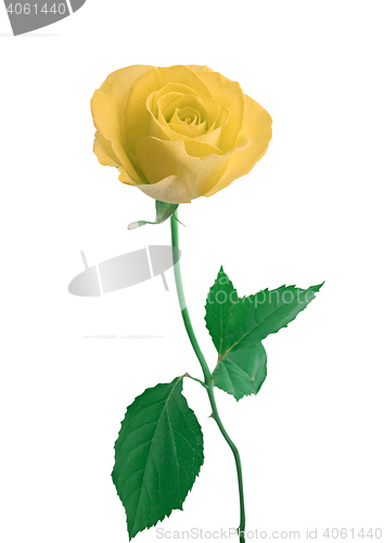 Image of single white Rose isolated