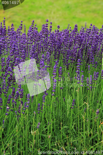 Image of violet lavender field