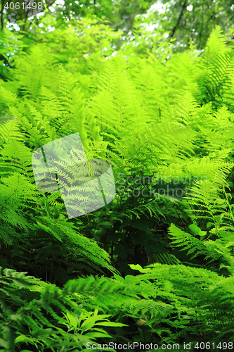 Image of green fern leaves texture