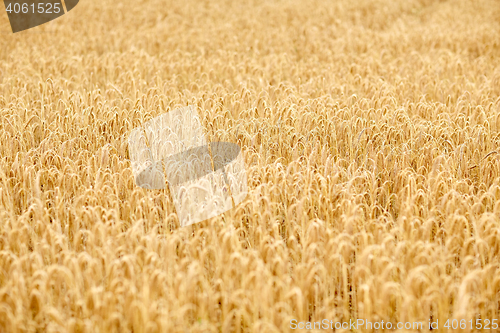 Image of cereal field with spikelets of ripe rye or wheat