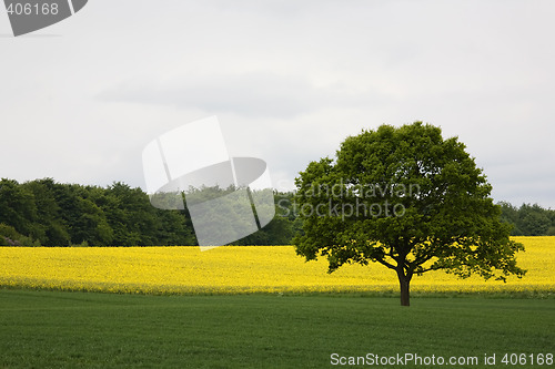 Image of Fields in summer