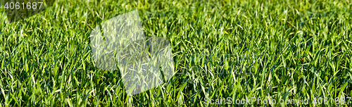 Image of Grass_Panorama