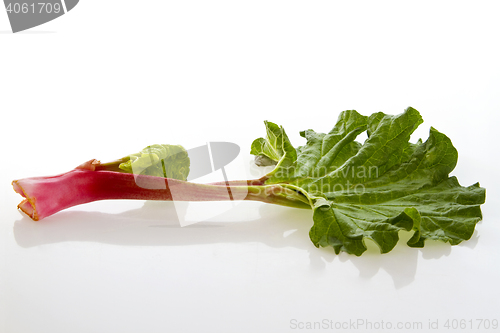 Image of Fresh rhubarb