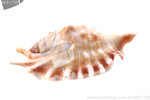Image of sea shell isolated