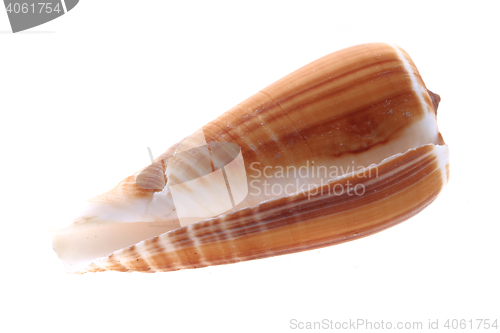 Image of sea shell isolated