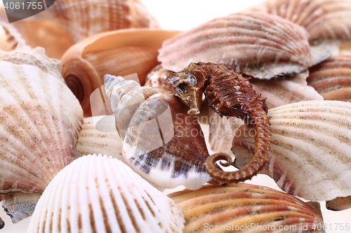 Image of sea shell souvenir background