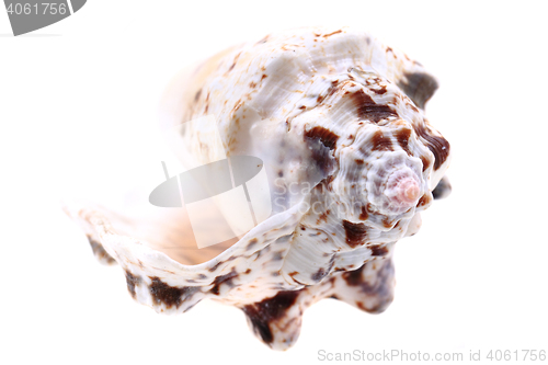 Image of sea shell isolated