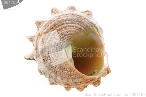 Image of sea shell isolated