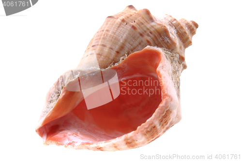 Image of sea shell isolated