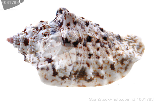 Image of sea shell isolated