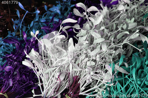 Image of color mistletoe background