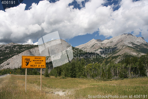 Image of Rocky Mountain Sheep Warning