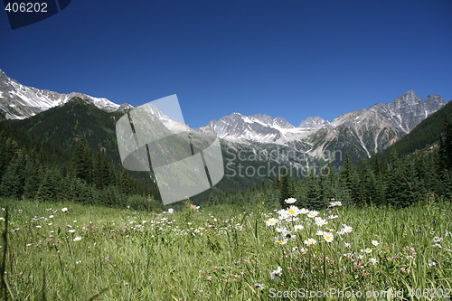 Image of Rogers Pass - focus on flowers