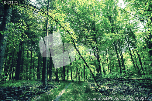 Image of Trees with green leaves