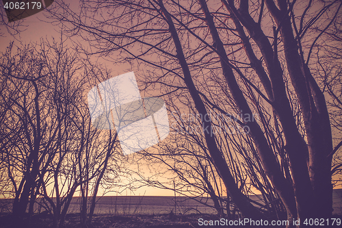 Image of Countryside sunset with dark tree silhouettes
