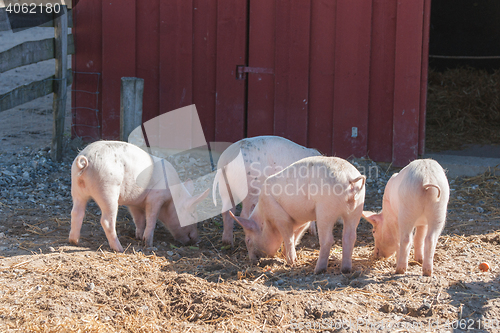 Image of Barnyard with four pink pigs