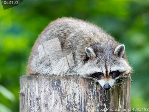 Image of Adult racoon on a tree