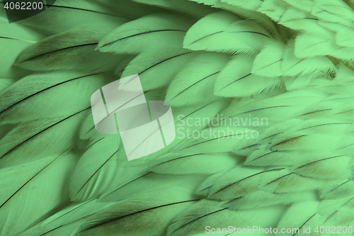 Image of Green fluffy feather closeup