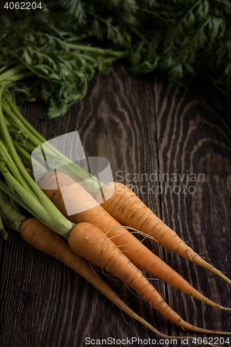 Image of Freshly grown carrots