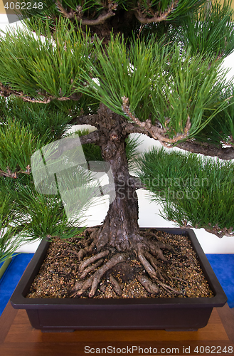 Image of Bonsai