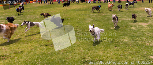 Image of Running Dogs